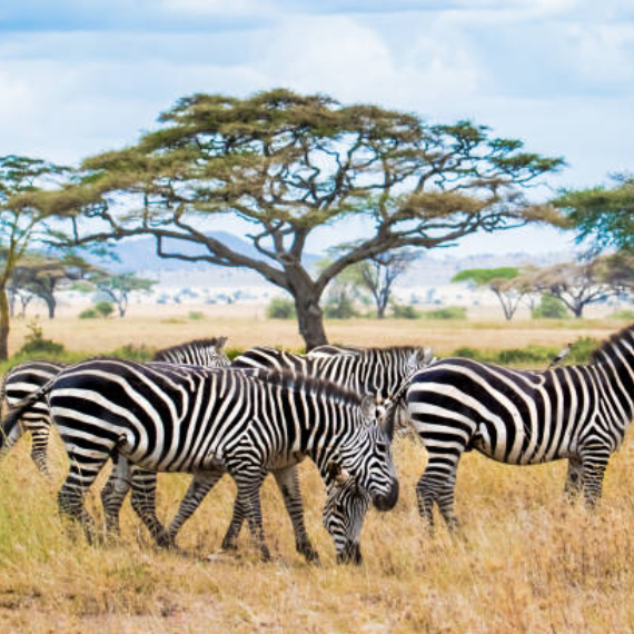 3-Days/2-nights Safari