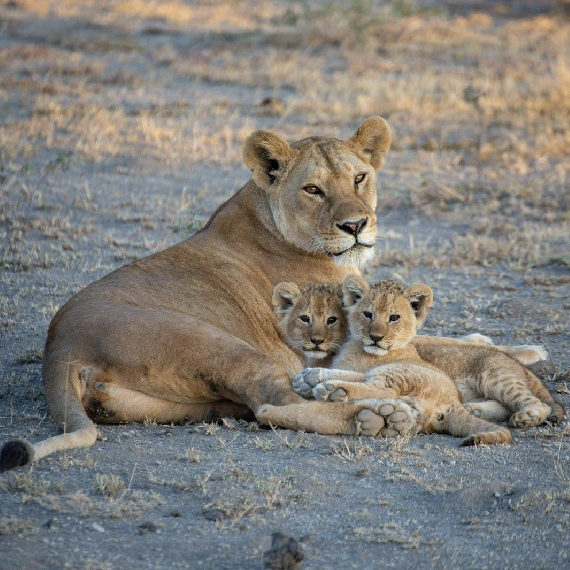 4-Days/3-nights Safari