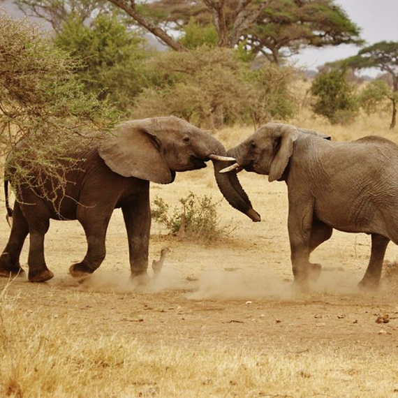 4-Days/3-nights Safari